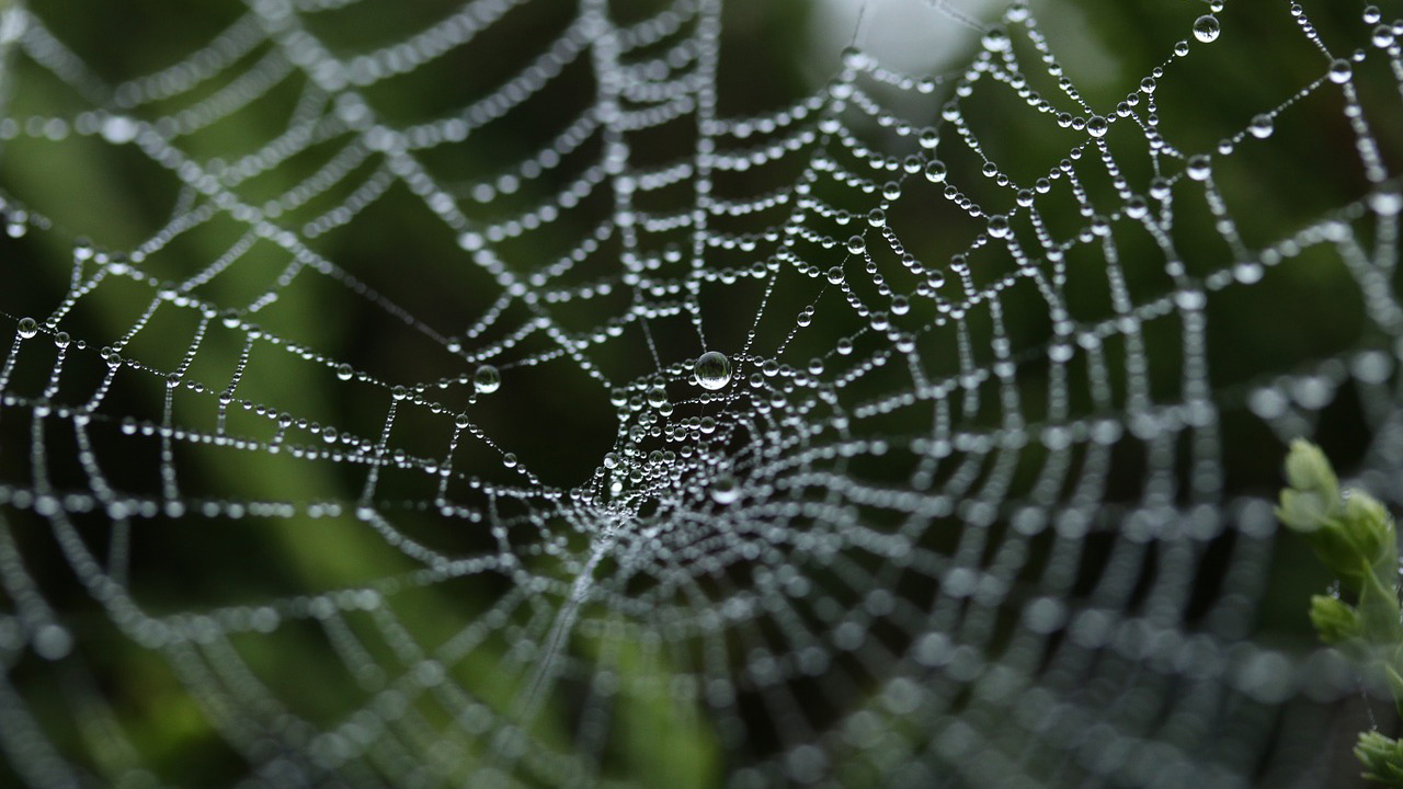 A spider web covered in water drops