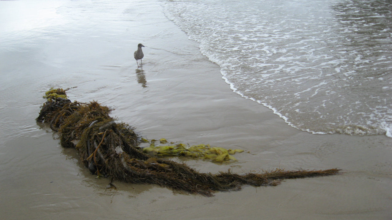 A small bird on the wet sand as the waves recede