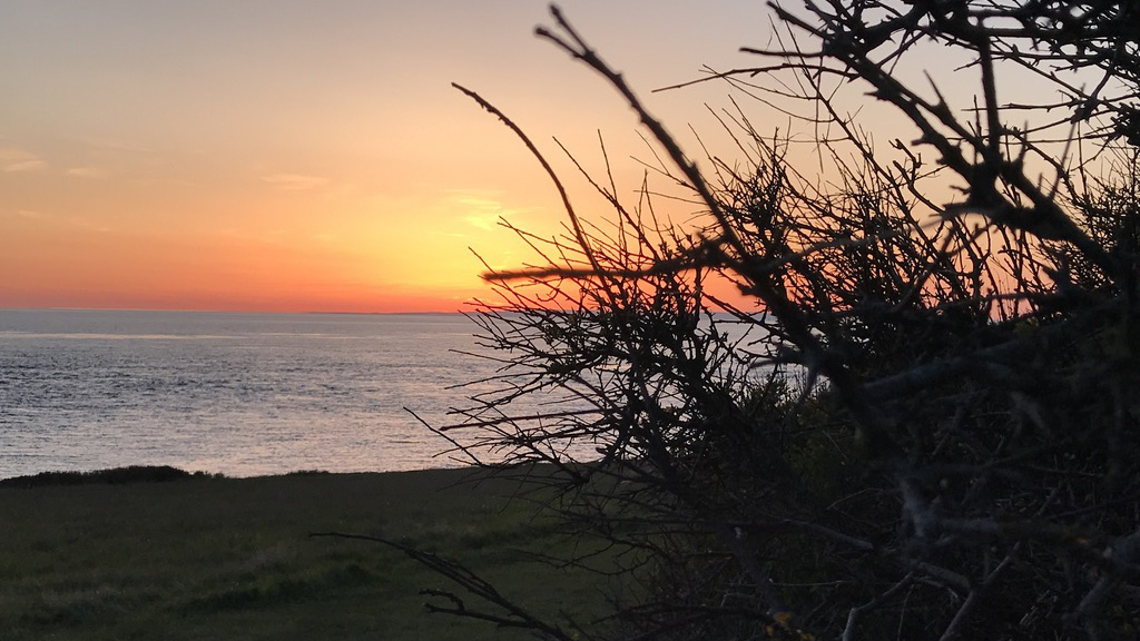 A fading orange sunset latticed by dark foliage