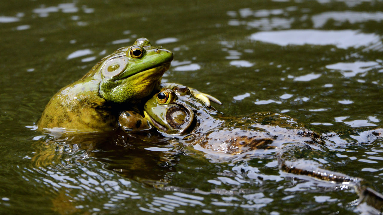Two toads wrestling in water