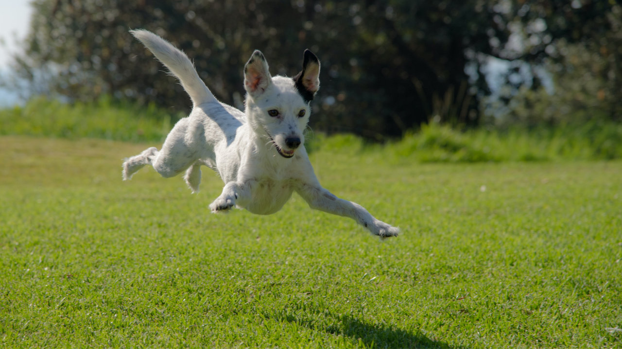 Dog bounding over grass to catch its shadow